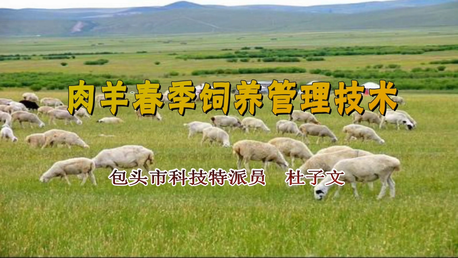 肉羊春季饲养管理技术