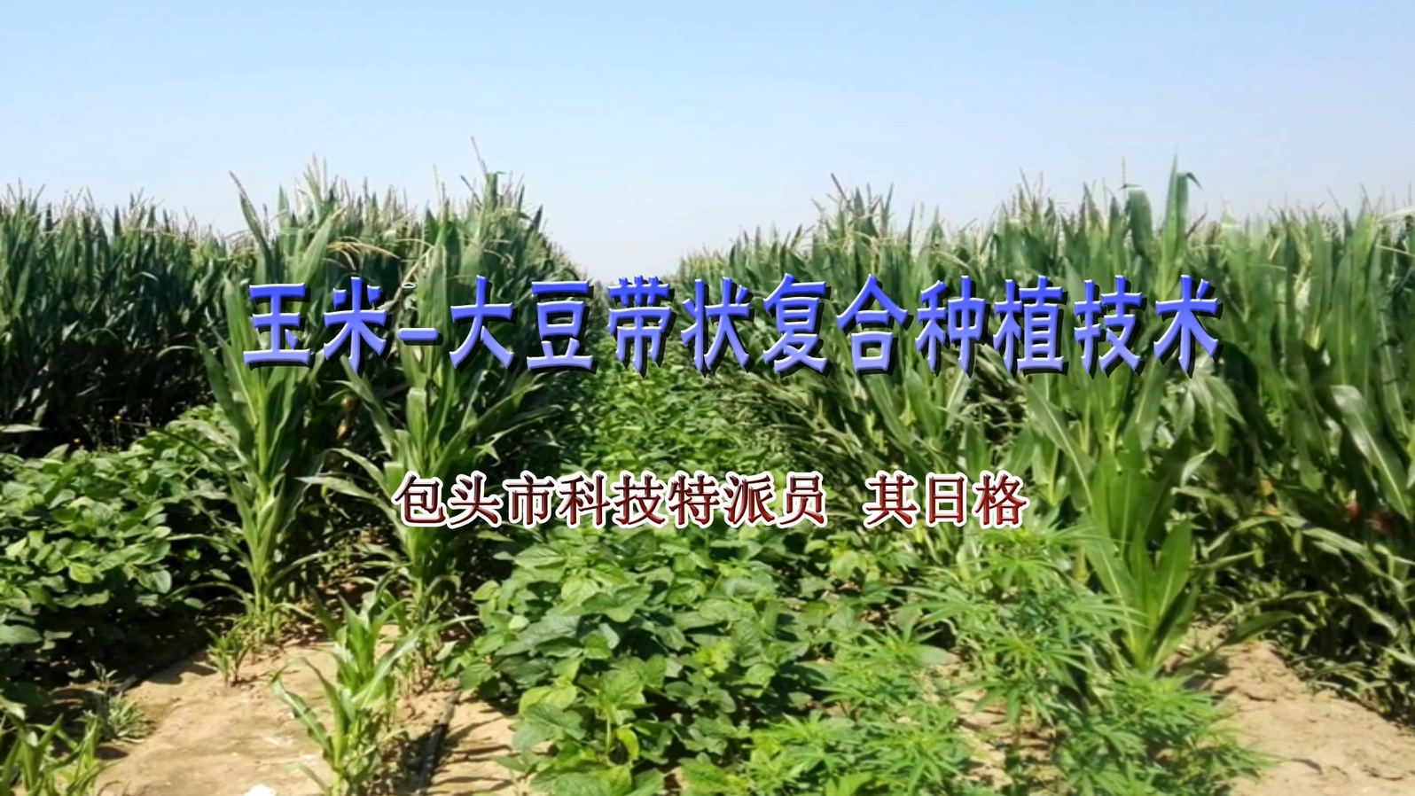 玉米-大豆带状复合种植技术 