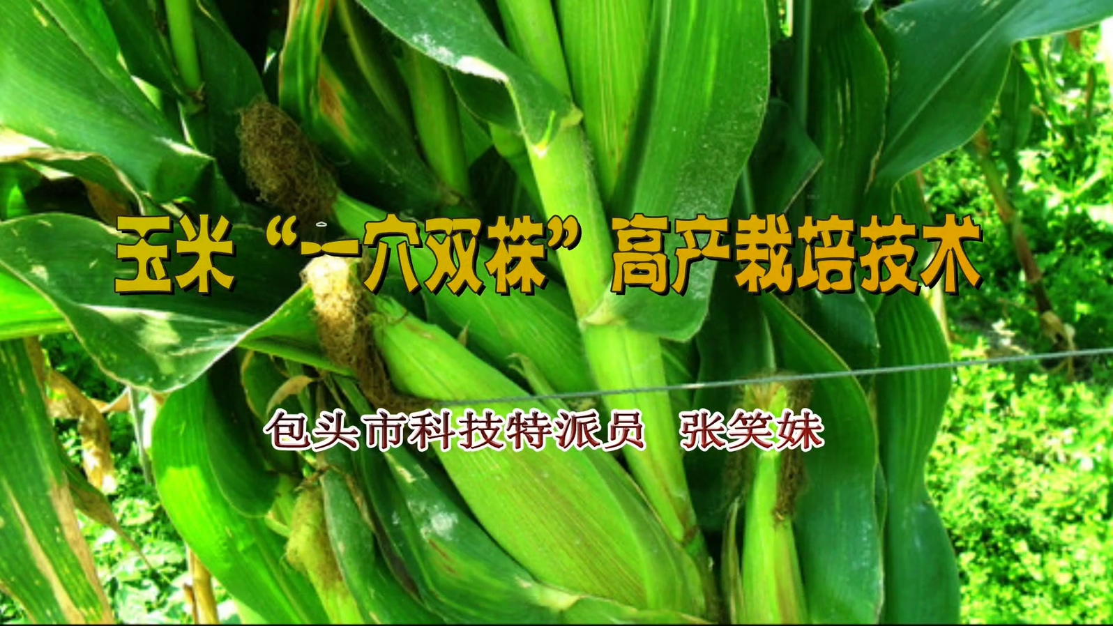 玉米“一穴双株”高产栽培技术